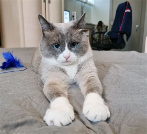 Процесс адаптации Моти идёт неплохо 🐈 | КОТО🐈БЛОГ | Дзен