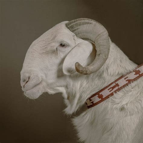 National Geographic | Sheep, Pets, Senegal
