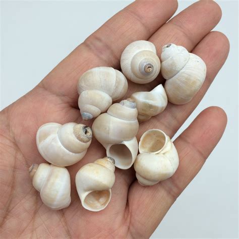 Snail Shell Section Are Snails Born With Shells? | Facts About Snails