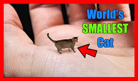smallest  turn mower