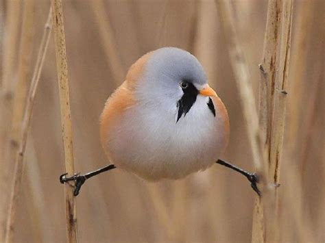 bearded reedling    fluffy bird roundest bird
