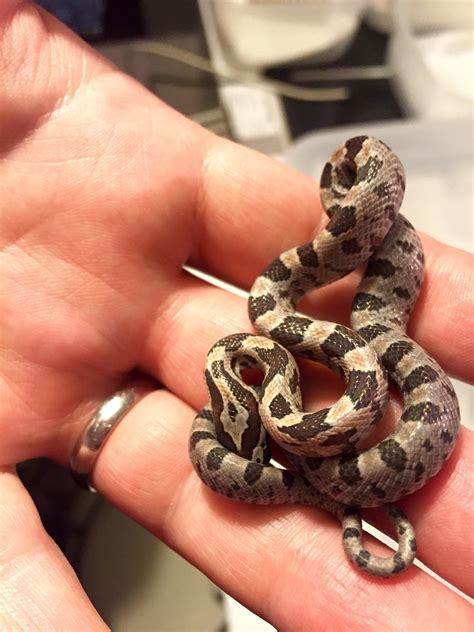 Corn snake hatchling : r/tinyanimalsonfingers