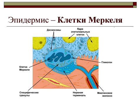 Кожа. Железы кожи, волосы, ногти - презентация онлайн