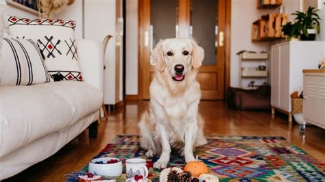 how to prepare home for house sitter