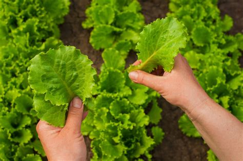 Harvesting Lettuce Leaves: Grow Timing And Procedure