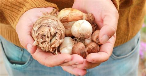 How and When to Plant Flower Bulbs - Drew & Ingrid Group