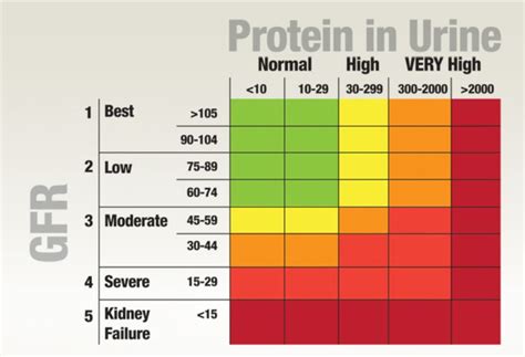 Low protein in dog ;s urine - ratapolekaxo.web.fc2.com