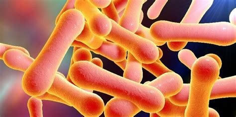 Diphtheria – NFID
