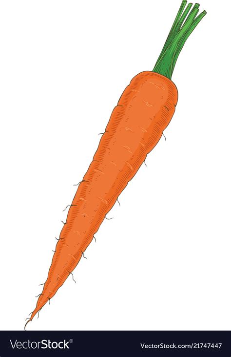 Fresh orange carrot with taproot Royalty Free Vector Image