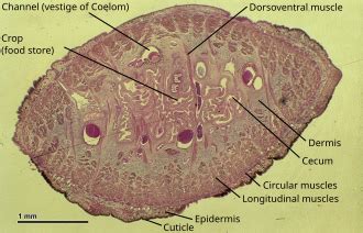 hirudo medicinalis microscope