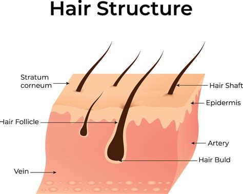 hair diagrams 5