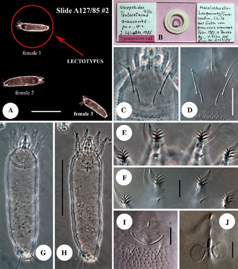 lectotype  pentasetacus araucariae      pc lm