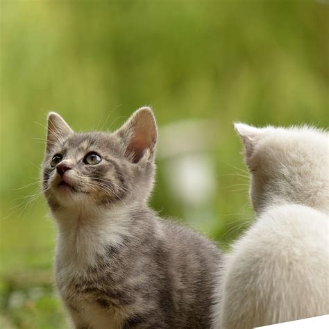Альбинизм у кошек