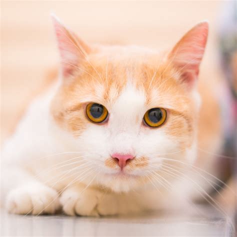 Матіс | Хочукота