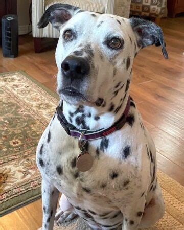 Pitmatian (Dalmatian & Pitbull Mix) Info, Pictures, Facts, FAQs & More