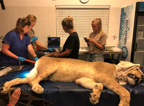First Ever Lion Cubs Born Via Artificial Insemination Spells Good News ...