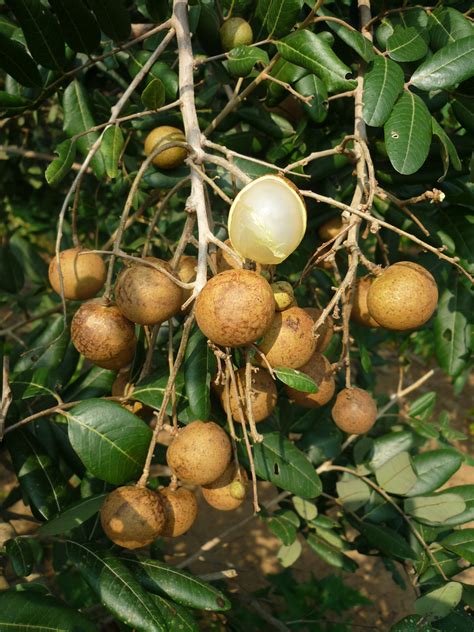 Longan Season in Thailand 2025 - Rove.me