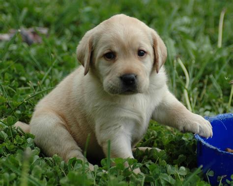 Yellow Lab Dog Wallpapers - Wallpaper Cave