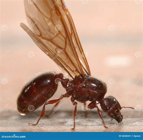 Formiga De Asa É Venenosa - Formiga grande com asas imagem de stock. Imagem de placa - 5658341