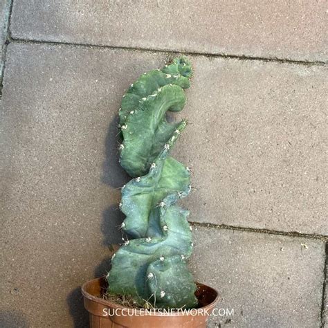 cereus validus spiralis care guide  pictures succulents network