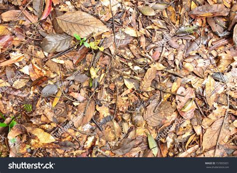 Tropical Rainforest Ground