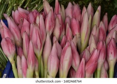 bunga kantan flower images stock  vectors shutterstock