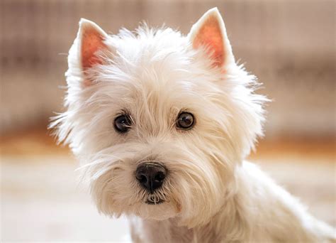 Miniature White Terrier