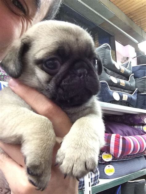 pug shirt collection