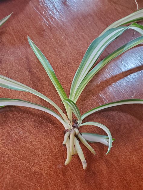 Airplane Spider Plant Rooted Start, Variegated Leaves, Live Plants , - Etsy