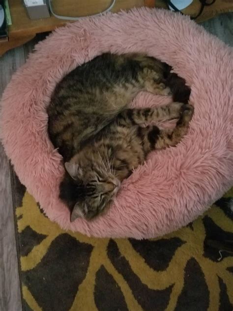 Neptune's favorite spot : r/AliveNamedCats