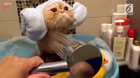 Streaming Intip Kucing Mandi, Menggemaskan! - Vidio.com