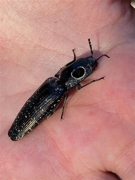 eastern eyed click beetle my boyfriend and i found :) : r/insects