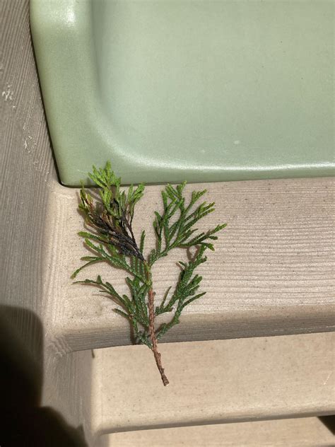 Is this a fungal diseases on my arborvitae? 😭 : landscaping