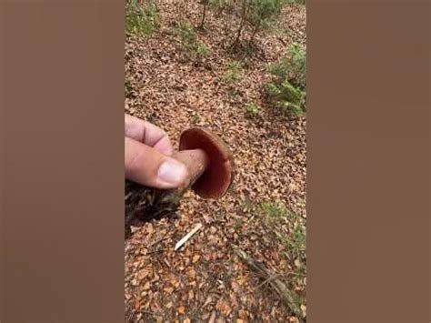 Не брать ! Не собирать! Дьявольский Гриб 🍄 ! - YouTube