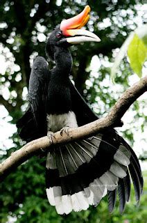 enggang gadingrangkongtingang maskot kalimantan yosfen domai