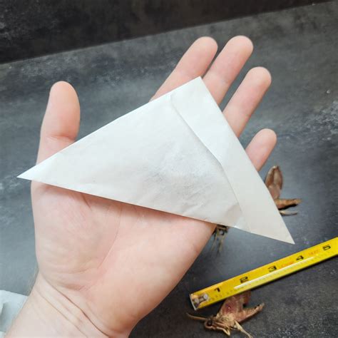 RARE Jade Vine Hawk Moth Unspread Insect Blue Bug Taxidermy - Etsy