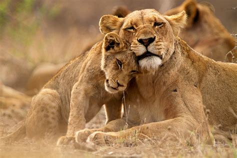 safari animals  story  lions    places