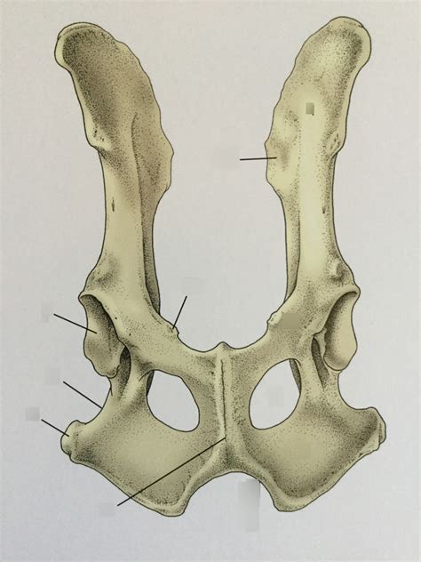 study guide  canine pelvis anatomical terminology  definitions