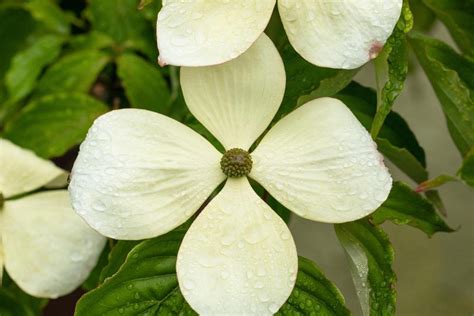 CORNUS KOUSA 'VENUS' | Calle Plant - B2C