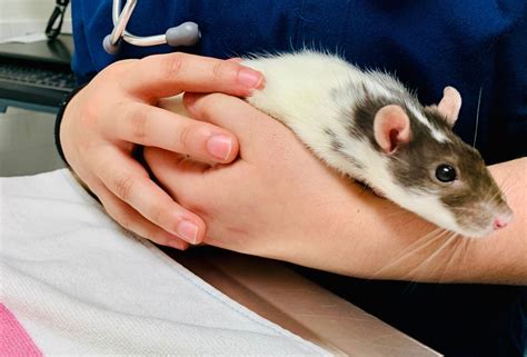 Unveiling the aquatic abilities of rats: how long can rats hold their breath?