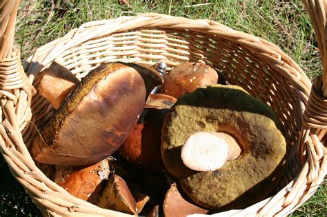 Грибы Воронежской области (Много фото!) - treepics.ru