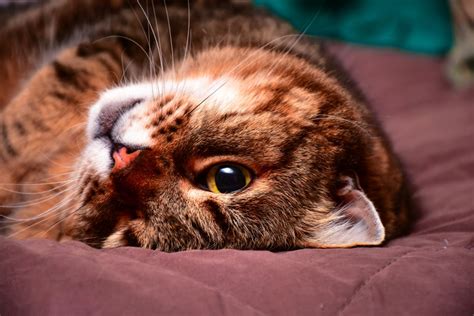 картинки : природа, волосы, щенок, Домашнее животное, Котенок ...