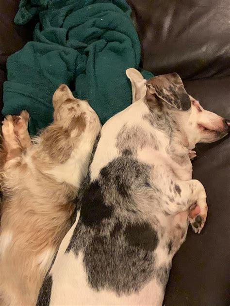 Dachshund Rescue South... - Dachshund Rescue South Florida