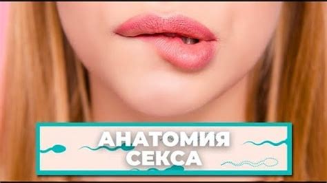 КАК УСТРОЕНА наша ВАГИНА? «Анатомия секса»
