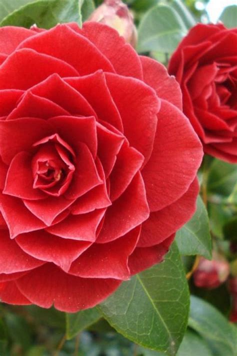 The Rare and Beautiful Middlemist Red Flower