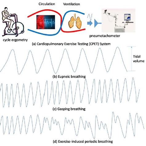 A Cardiopulmonary Exercise Testing (CPET) system and breathing... | Download Scientific Diagram