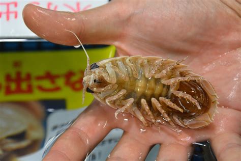 Giant isopod (Bathynomus giganteus) - juvenile - ZooChat