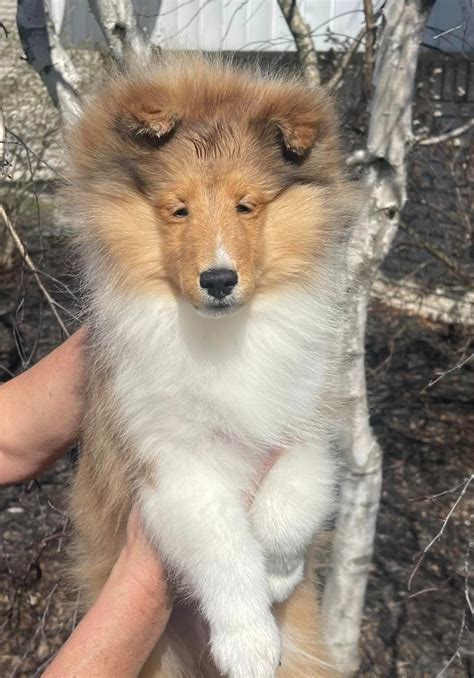Shetland Sheepdog (Sheltie) Puppies For Sale In Michigan