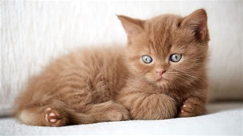 Британская кошка | Purina