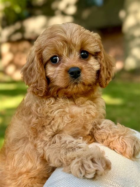 maple toy cavapoo puppy sold precious pups doodles